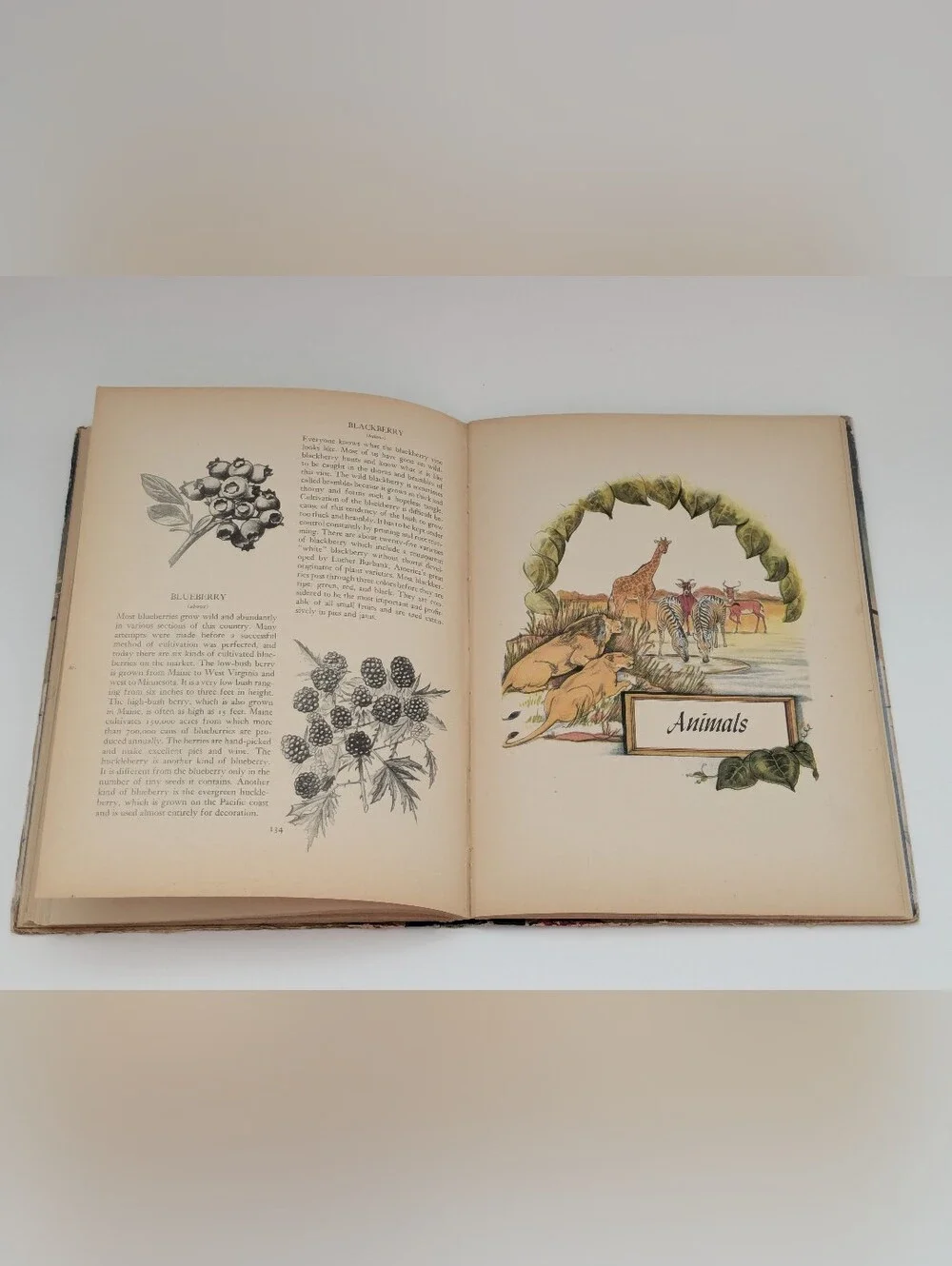 *Vintage* A Picture Book of Nature illustrated by Samuel Nisenson, 1943